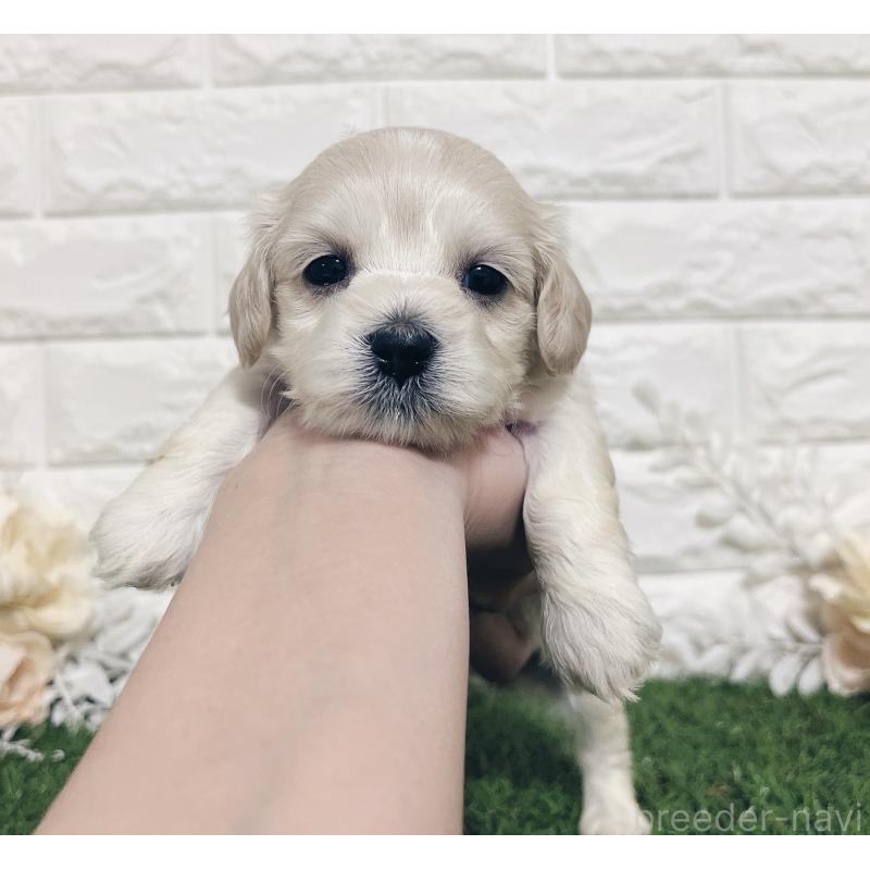 販売中の福岡県のマルックス:マルチーズ×ミニチュアダックスフンド-426472