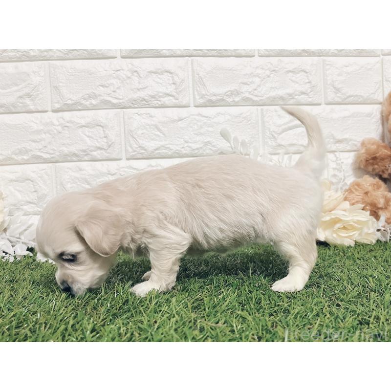 成約済の福岡県のマルックス:マルチーズ×ミニチュアダックスフンド-426472の14枚目