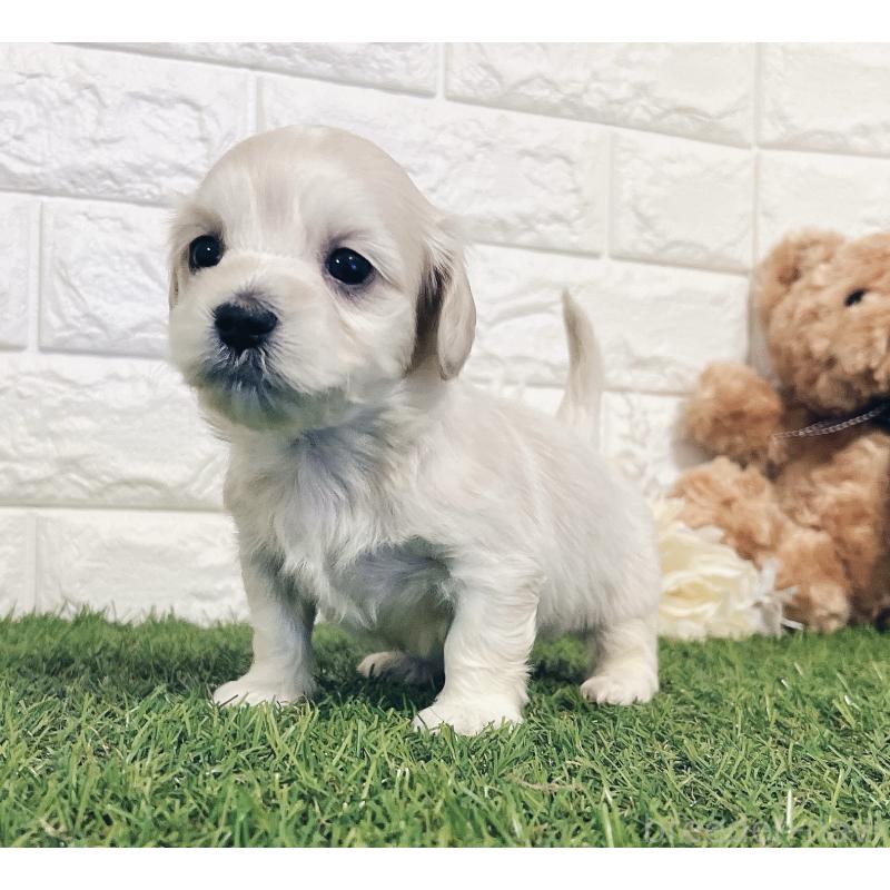 成約済の福岡県のマルックス:マルチーズ×ミニチュアダックスフンド-426472の13枚目