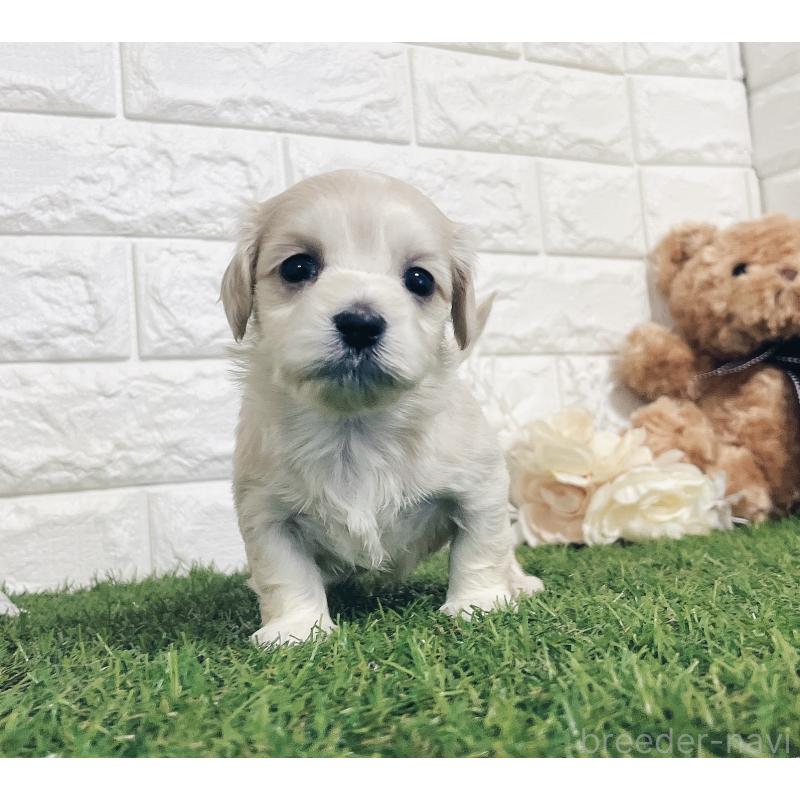 成約済の福岡県のマルックス:マルチーズ×ミニチュアダックスフンド-426472の12枚目