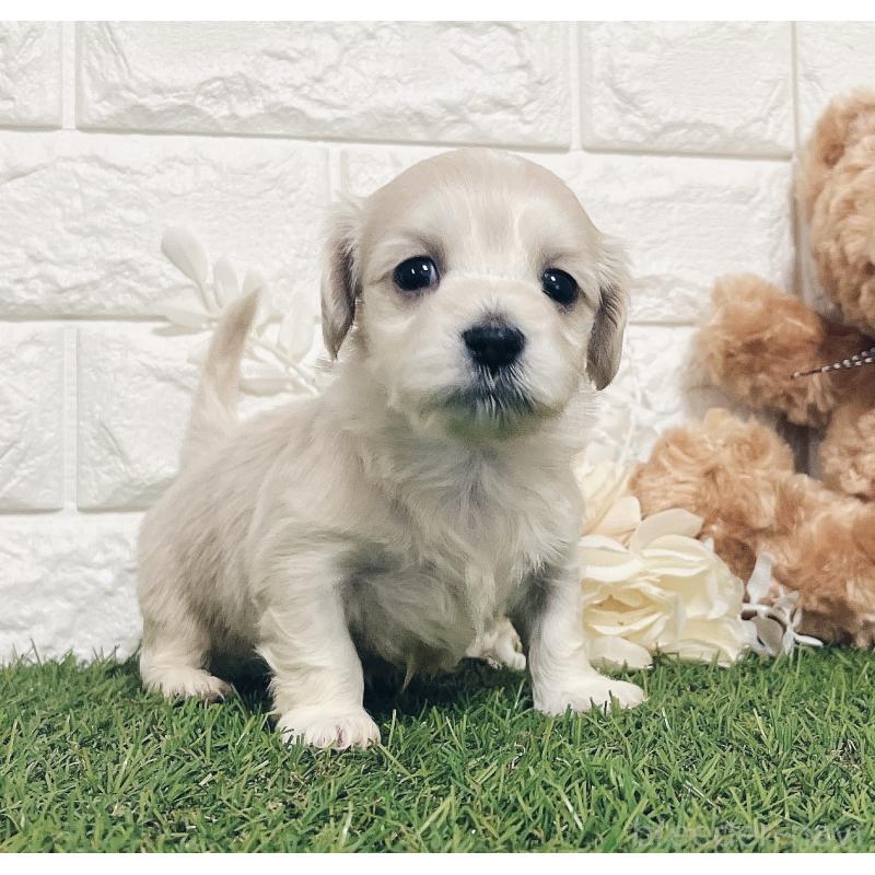 成約済の福岡県のマルックス:マルチーズ×ミニチュアダックスフンド-426472の11枚目