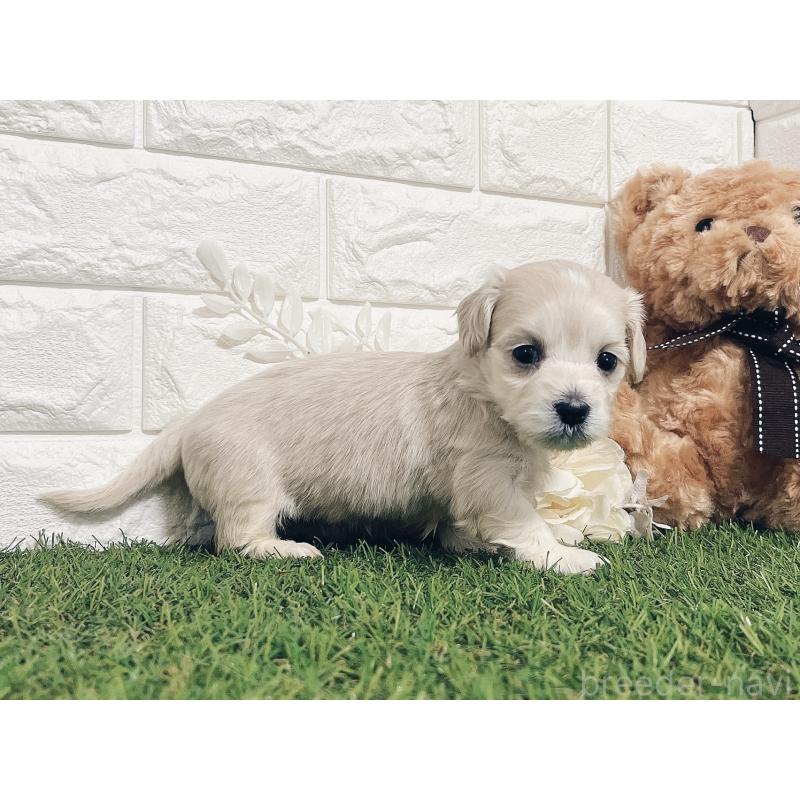 成約済の福岡県のマルックス:マルチーズ×ミニチュアダックスフンド-426472の10枚目