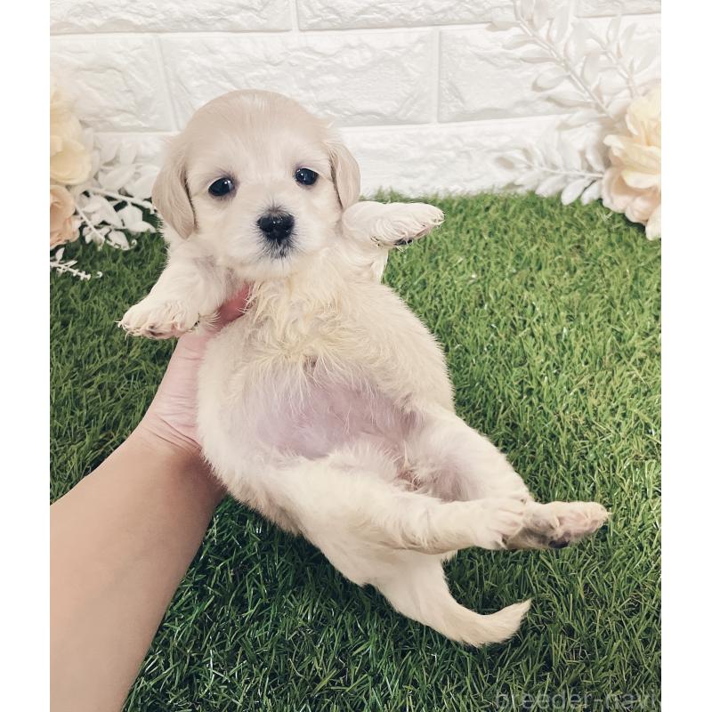 成約済の福岡県のマルックス:マルチーズ×ミニチュアダックスフンド-426472の9枚目