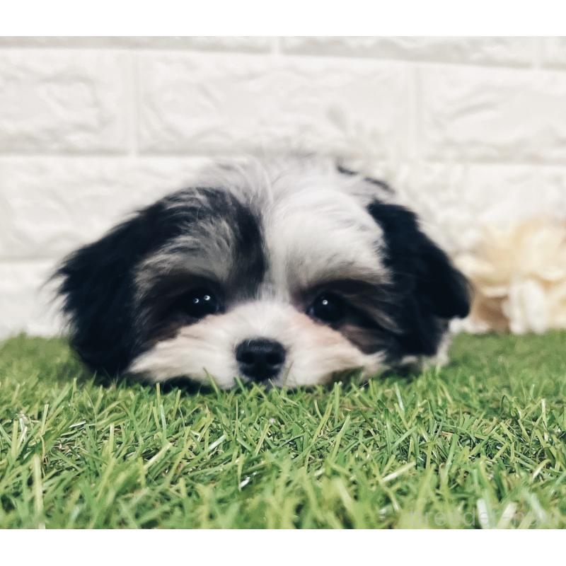 販売中の福岡県のチワマル:チワワ×マルチーズ-414967