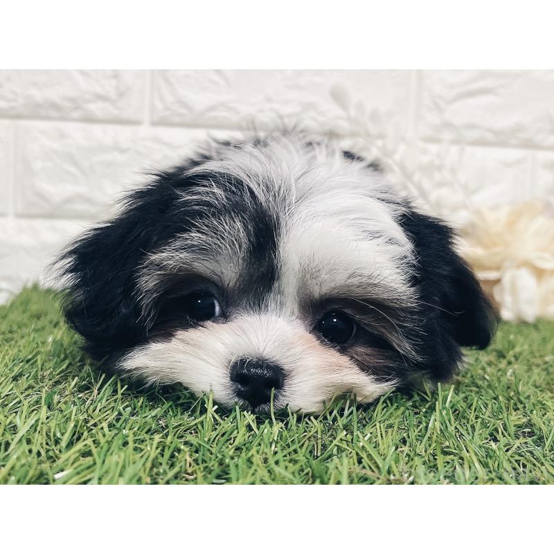 成約済の福岡県のチワマル:チワワ×マルチーズ-414967の8枚目