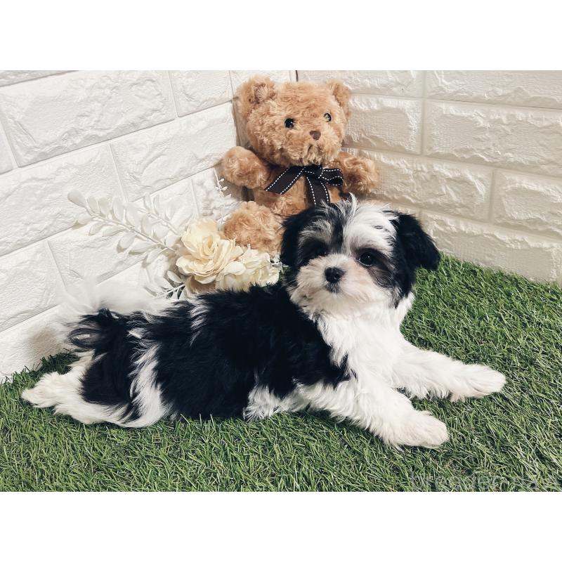 成約済の福岡県のチワマル:チワワ×マルチーズ-414967の7枚目