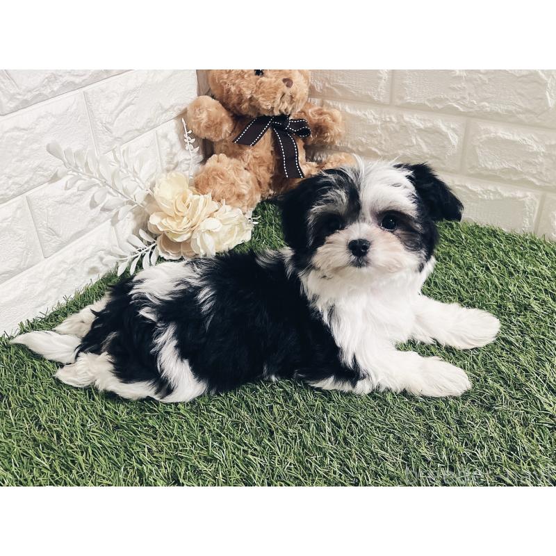 成約済の福岡県のチワマル:チワワ×マルチーズ-414967の6枚目