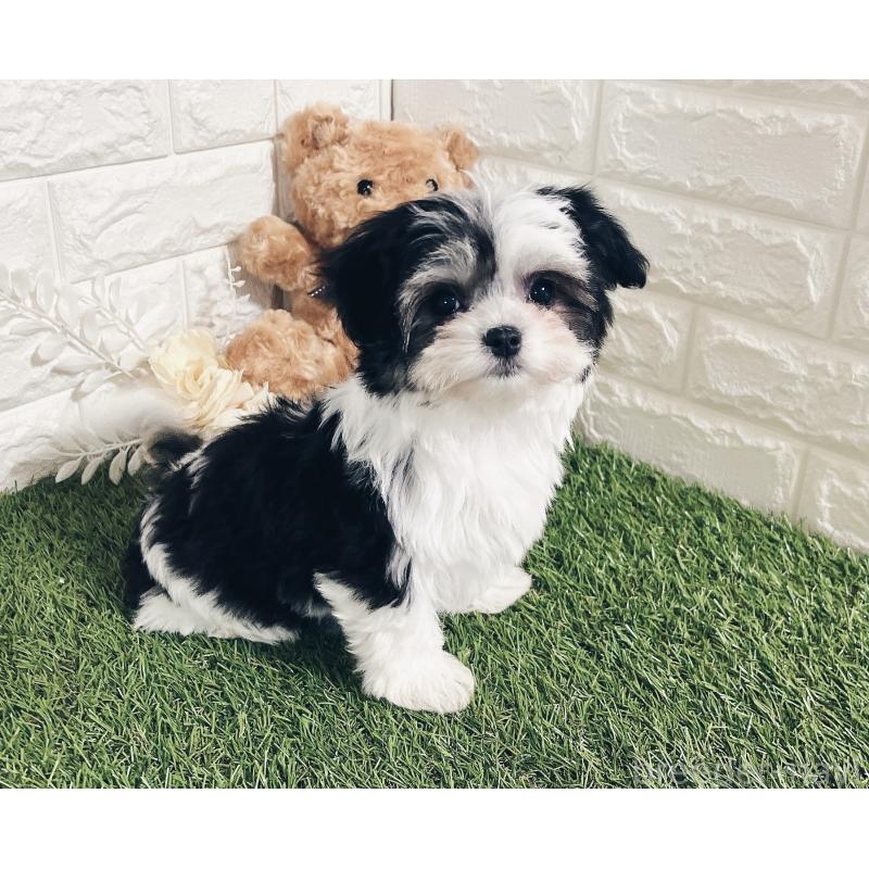 成約済の福岡県のチワマル:チワワ×マルチーズ-414967の5枚目