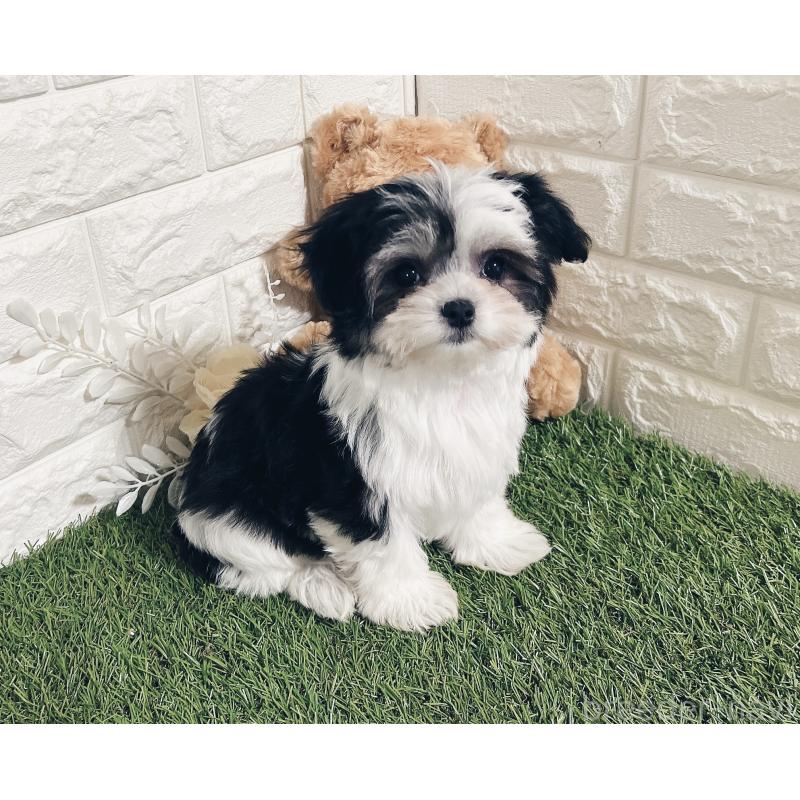 成約済の福岡県のチワマル:チワワ×マルチーズ-414967の4枚目