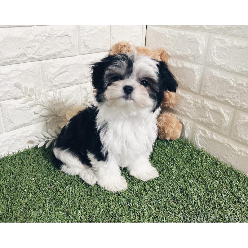 成約済の福岡県のチワマル:チワワ×マルチーズ-414967の3枚目