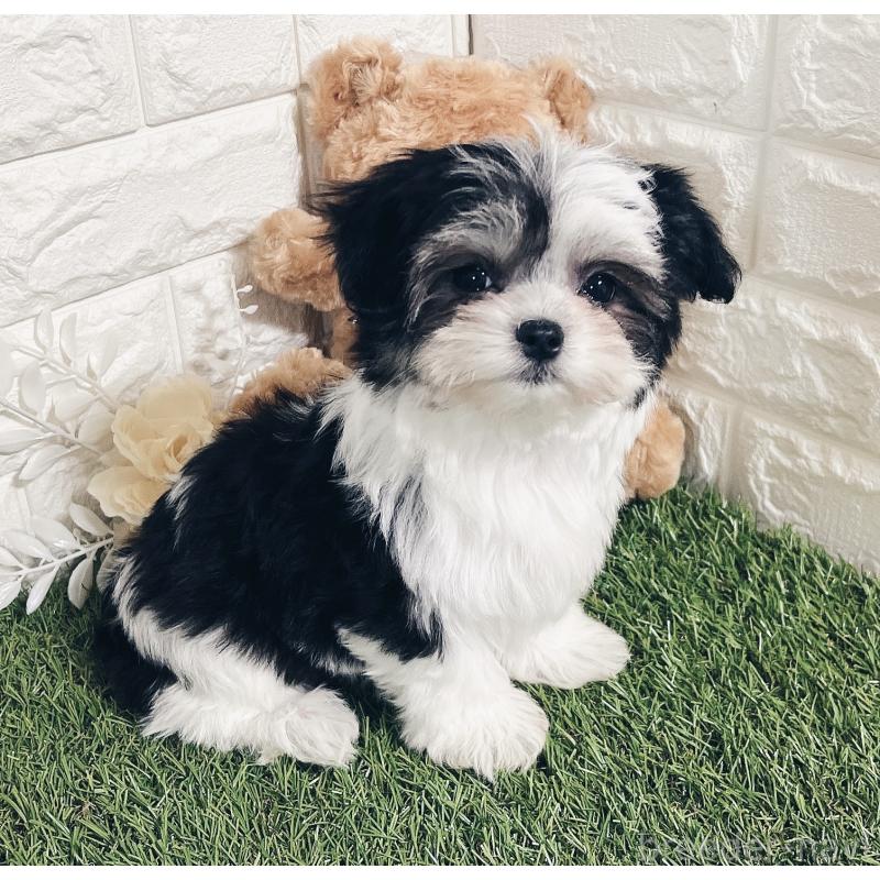 成約済の福岡県のチワマル:チワワ×マルチーズ-414967の2枚目