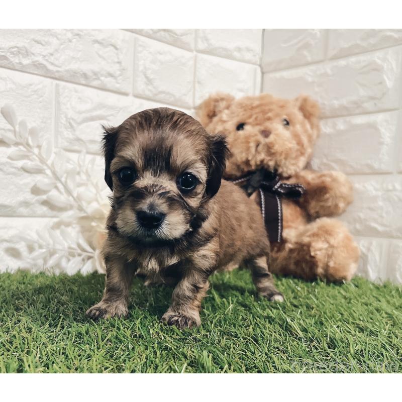 販売中の福岡県のマルックス:マルチーズ×ミニチュアダックスフンド-426473の13枚目