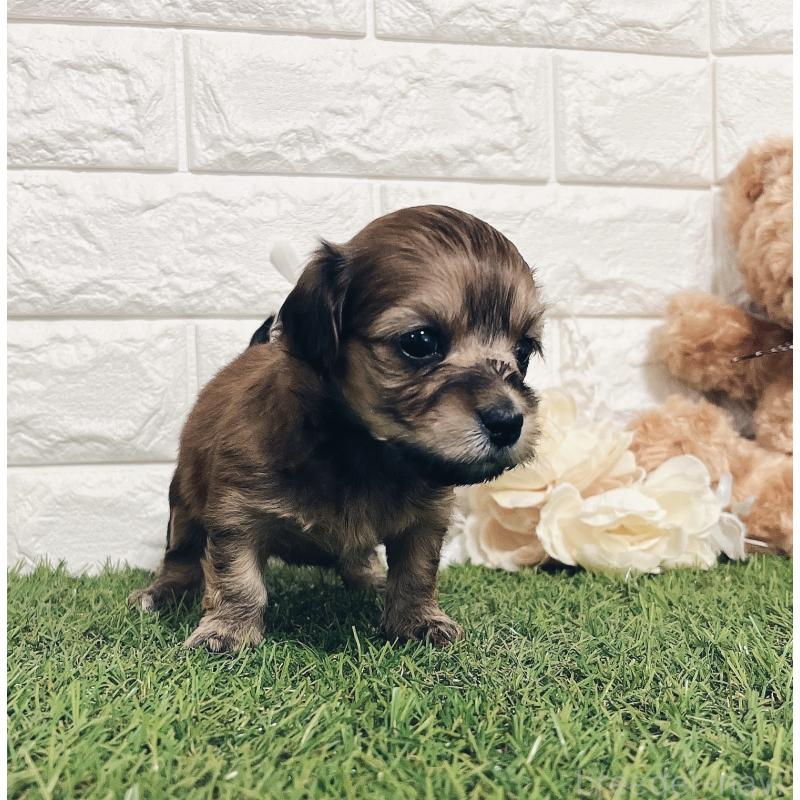 販売中の福岡県のマルックス:マルチーズ×ミニチュアダックスフンド-426473の12枚目