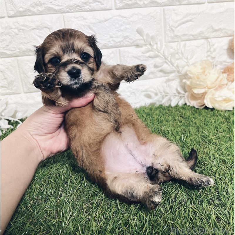 販売中の福岡県のマルックス:マルチーズ×ミニチュアダックスフンド-426473の11枚目