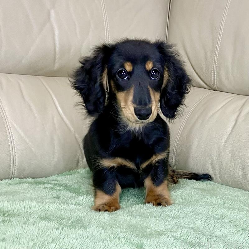 販売中の茨城県のミニチュアダックスフンド(ロングヘアード)-426964