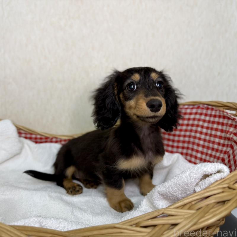 販売中の福岡県のミニチュアダックスフンド(ロングヘアード)-427846の3枚目