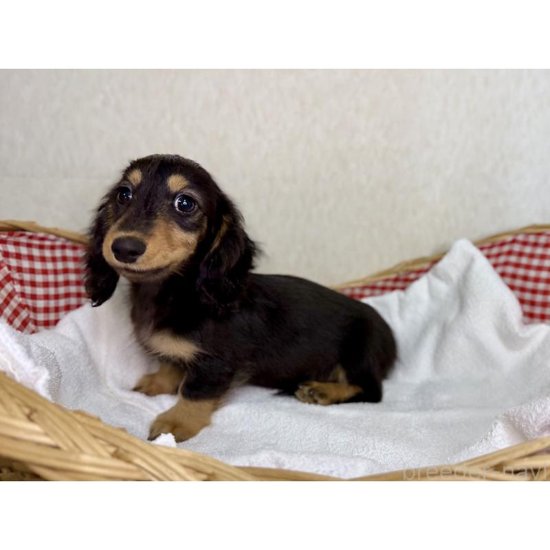 販売中の福岡県のミニチュアダックスフンド(ロングヘアード)-427846の2枚目