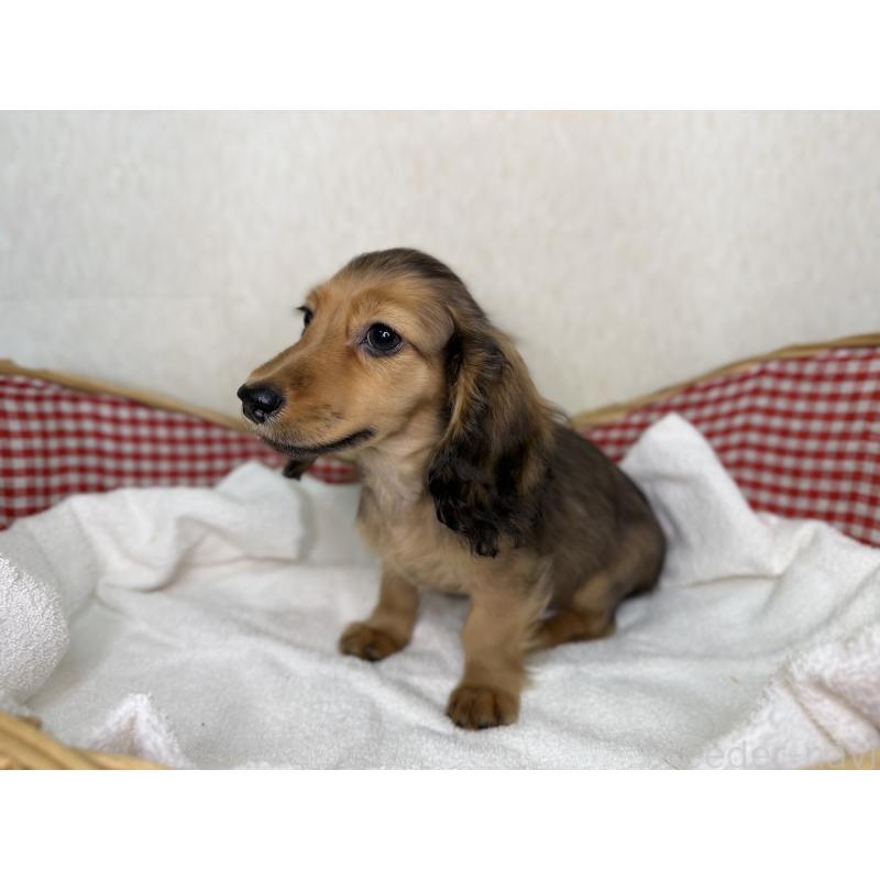 商談中の福岡県のミニチュアダックスフンド(ロングヘアード)-427843の3枚目