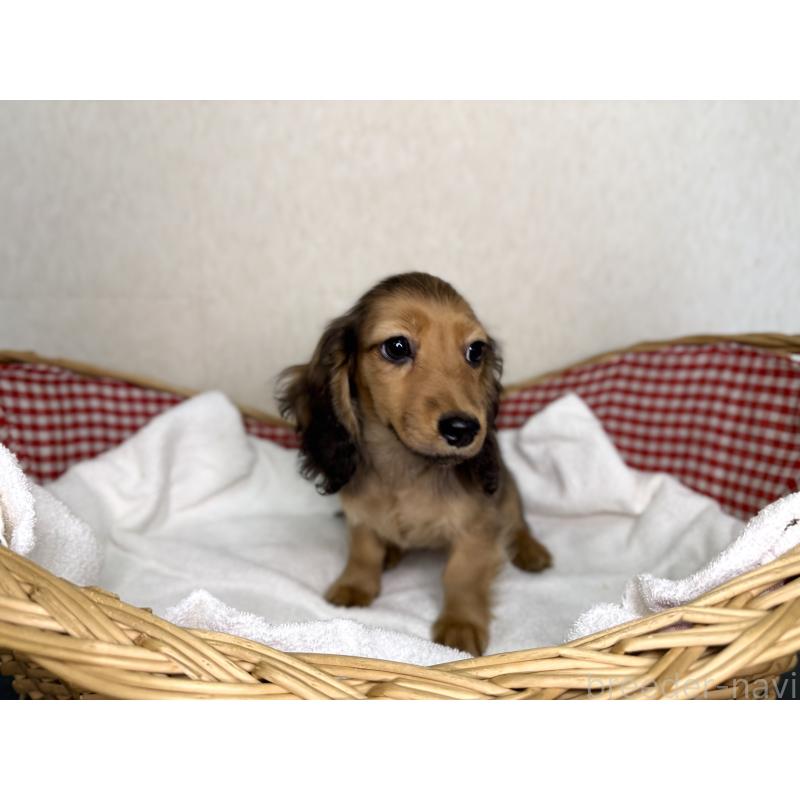 商談中の福岡県のミニチュアダックスフンド(ロングヘアード)-427843の2枚目