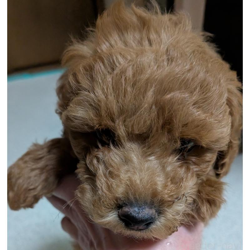 販売中の新潟県のトイプードル-431315の5枚目