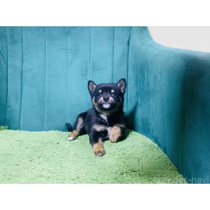 販売中の茨城県の豆柴-431313の4枚目