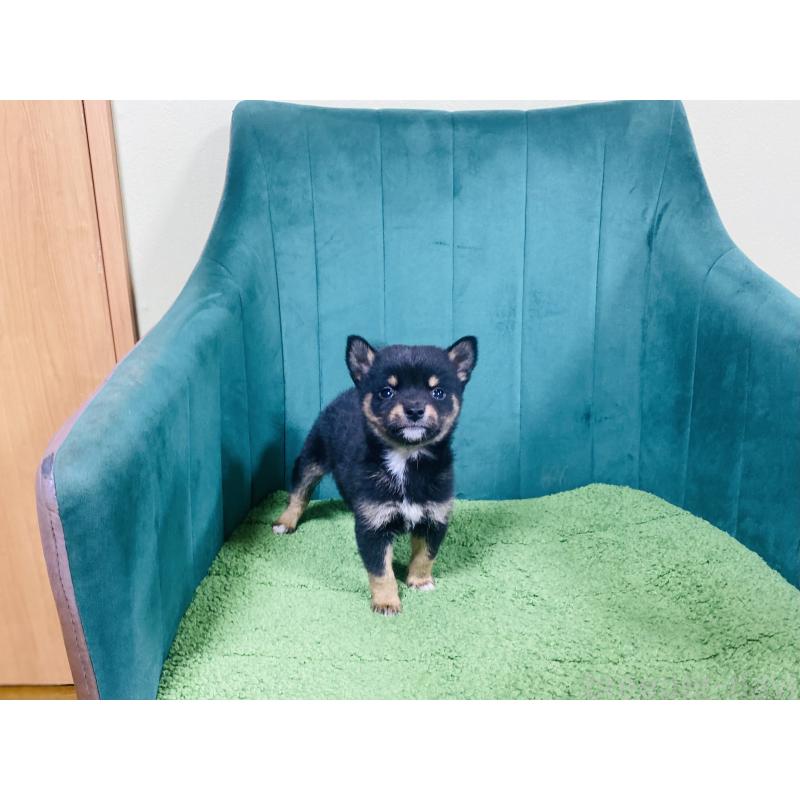 販売中の茨城県の豆柴-431313の3枚目