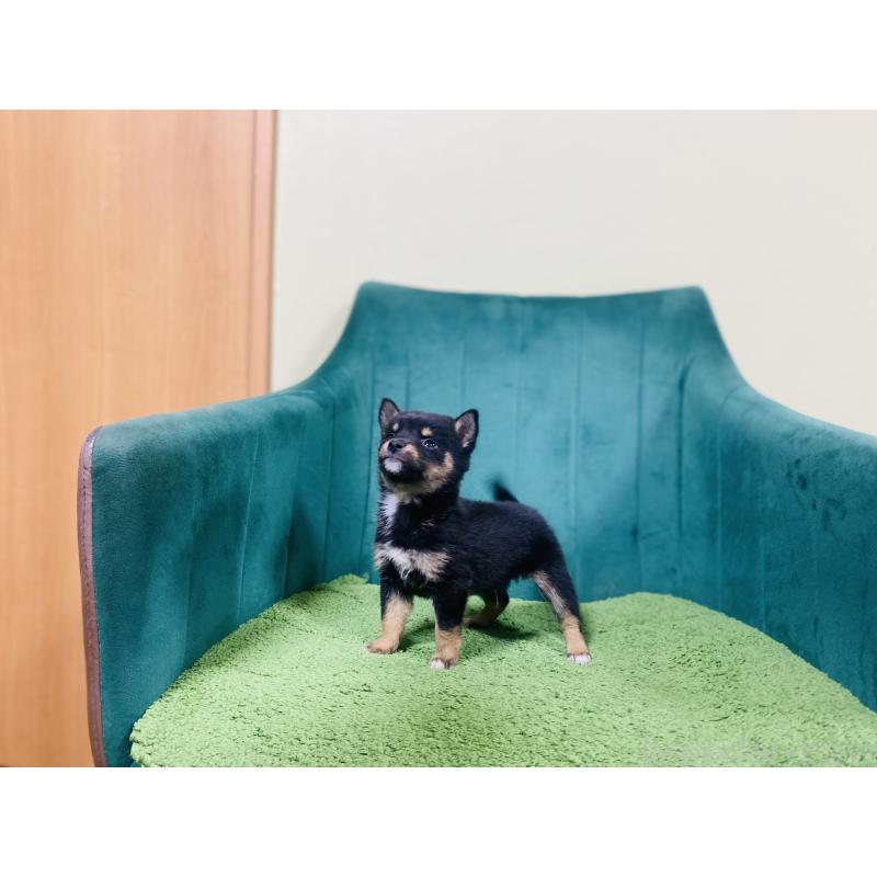 販売中の茨城県の豆柴-431313の2枚目