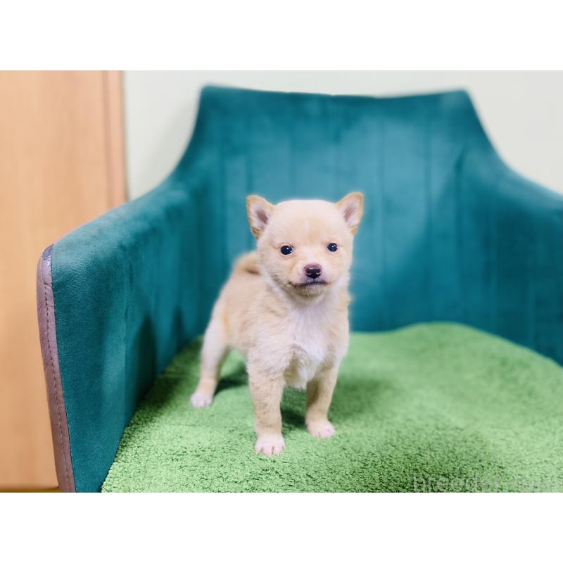 販売中の茨城県の豆柴-431314の4枚目