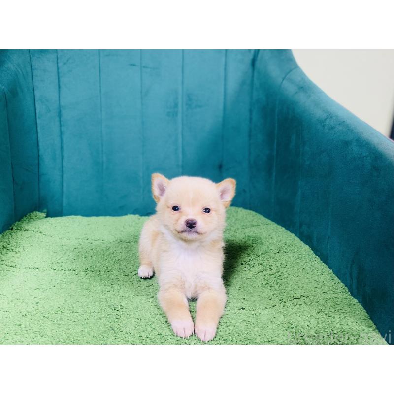 販売中の茨城県の豆柴-431314の3枚目