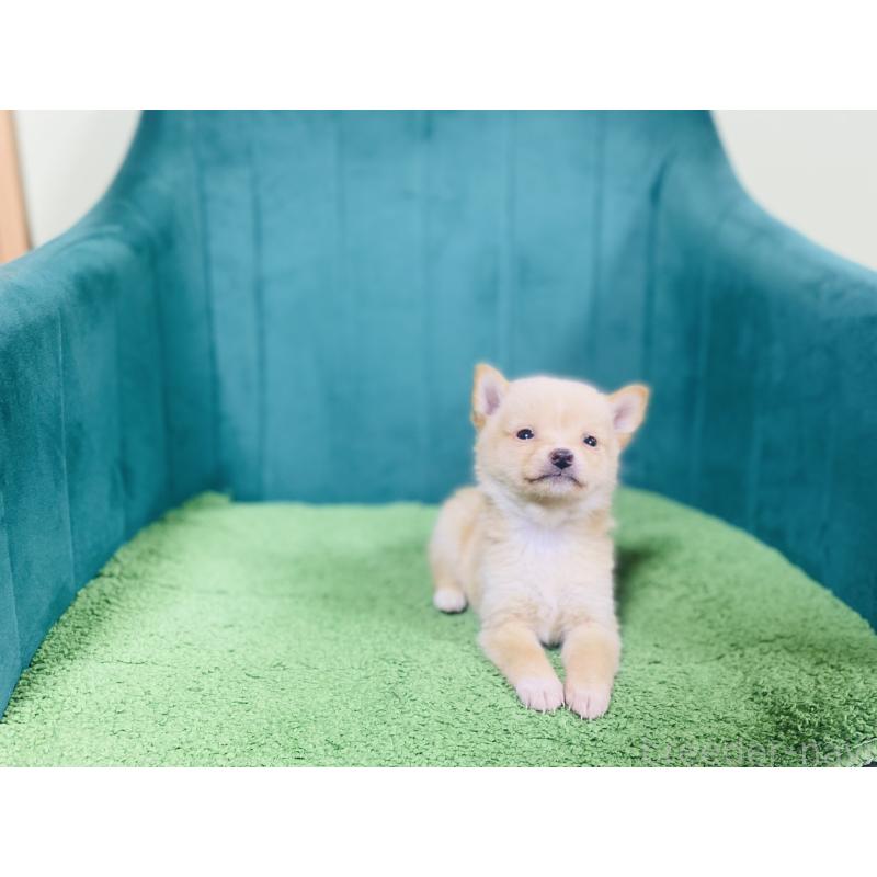 販売中の茨城県の豆柴-431314の2枚目