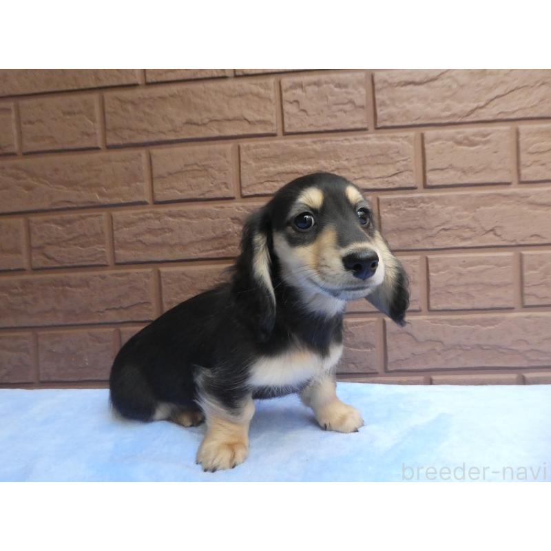 販売中の埼玉県のミニチュアダックスフンド(ロングヘアード)-420371の2枚目