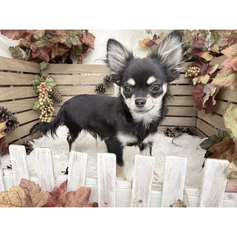 販売中の長野県のチワワ(ロングコート)-431318の3枚目