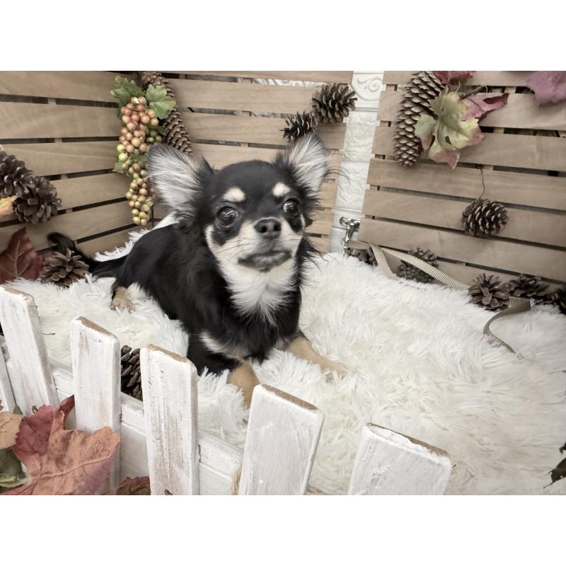 販売中の長野県のチワワ(ロングコート)-431318の2枚目