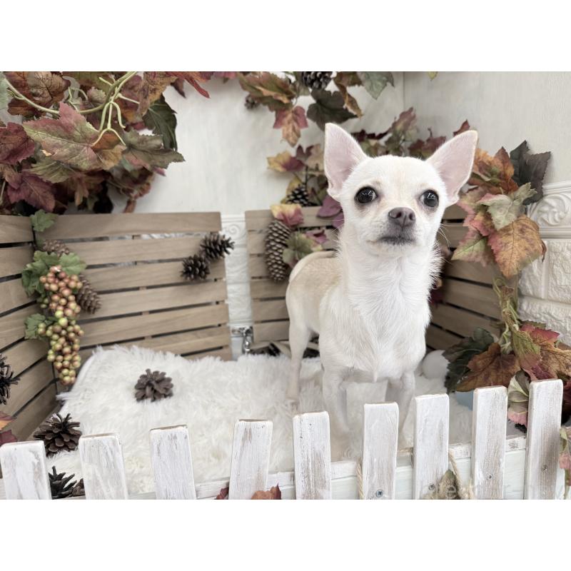 販売中の長野県のチワワ(スムースコート)-431319の2枚目