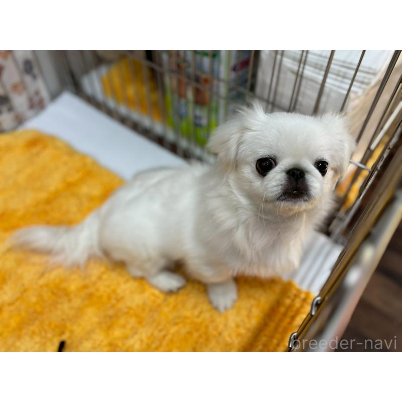 商談中の鹿児島県のペキニーズ-424318の3枚目