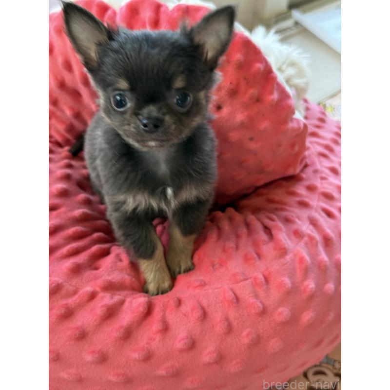 成約済の宮崎県のチワワ(ロングコート)-424233の6枚目