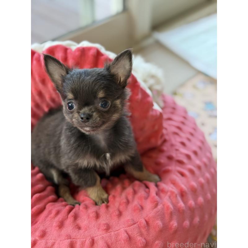 成約済の宮崎県のチワワ(ロングコート)-424233の5枚目