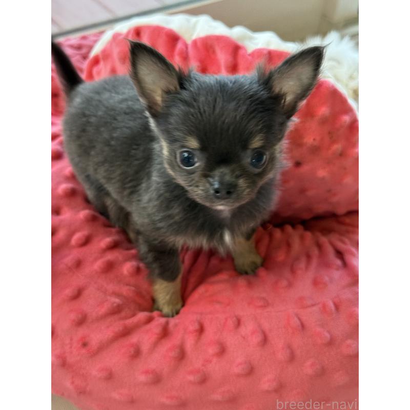 成約済の宮崎県のチワワ(ロングコート)-424233の4枚目