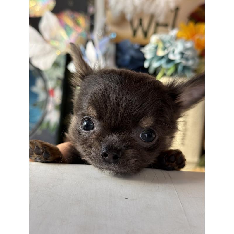 成約済の宮崎県のチワワ(ロングコート)-424233の3枚目