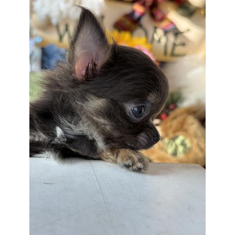 成約済の宮崎県のチワワ(ロングコート)-424233の2枚目