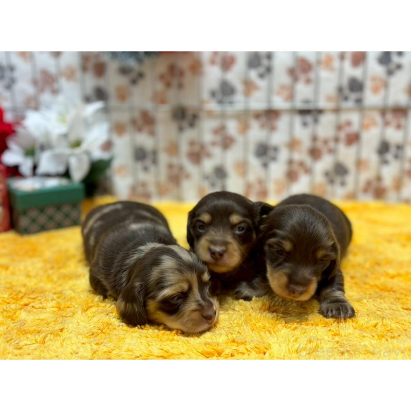 販売中の鹿児島県のミニチュアダックスフンド(ロングヘアード)-431321の2枚目