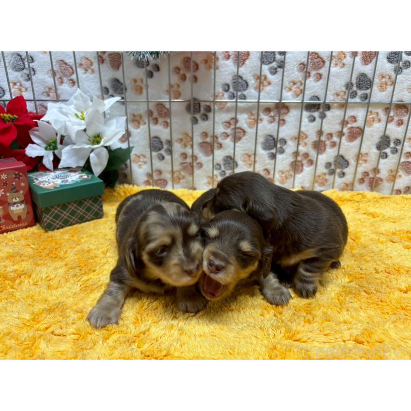 販売中の鹿児島県のミニチュアダックスフンド(ロングヘアード)-431322の2枚目