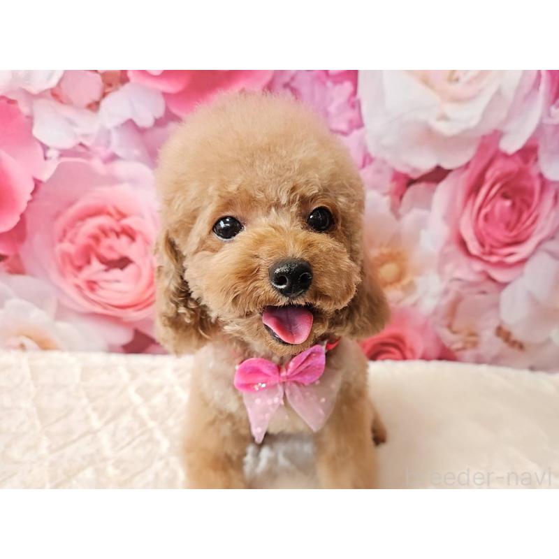 成約済の岐阜県のティーカッププードル-426216の10枚目