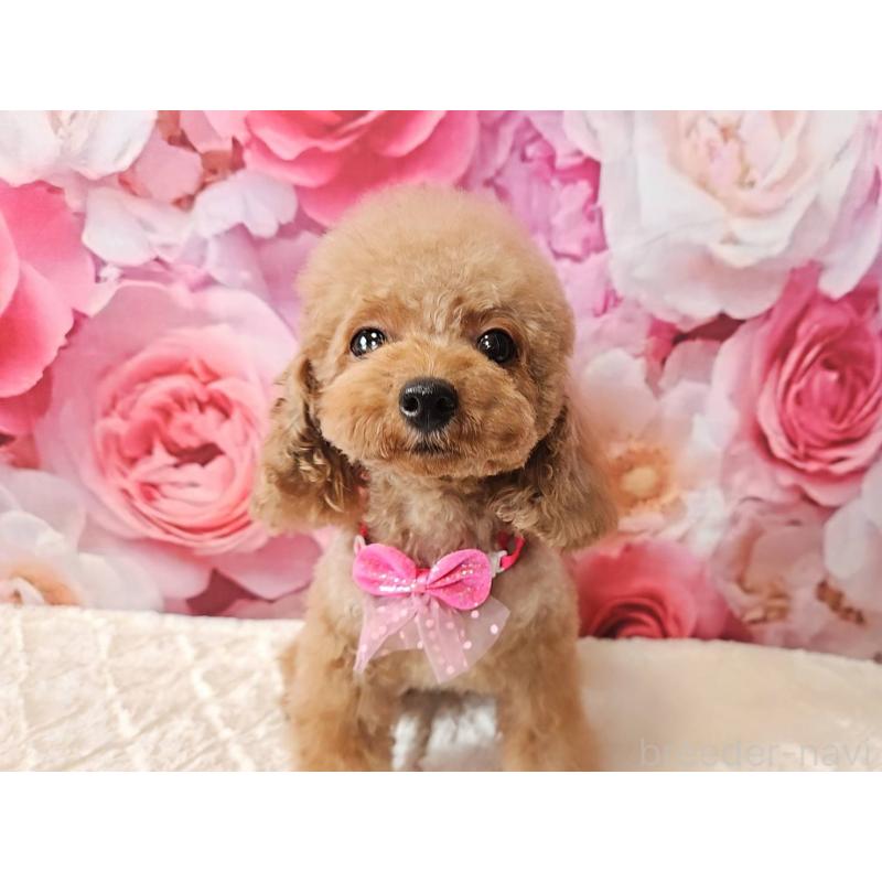 成約済の岐阜県のティーカッププードル-426216の9枚目