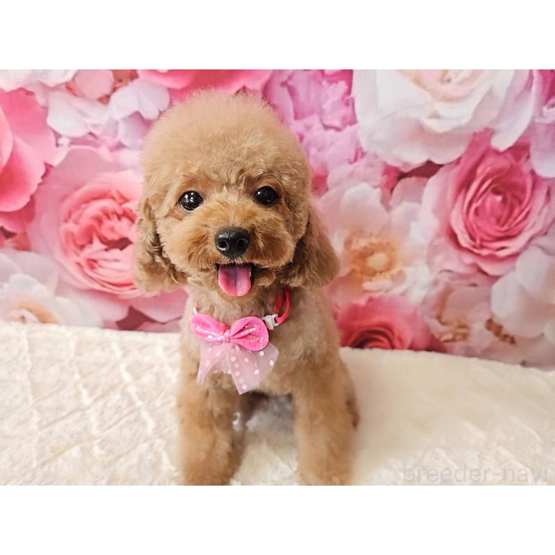 成約済の岐阜県のティーカッププードル-426216の8枚目