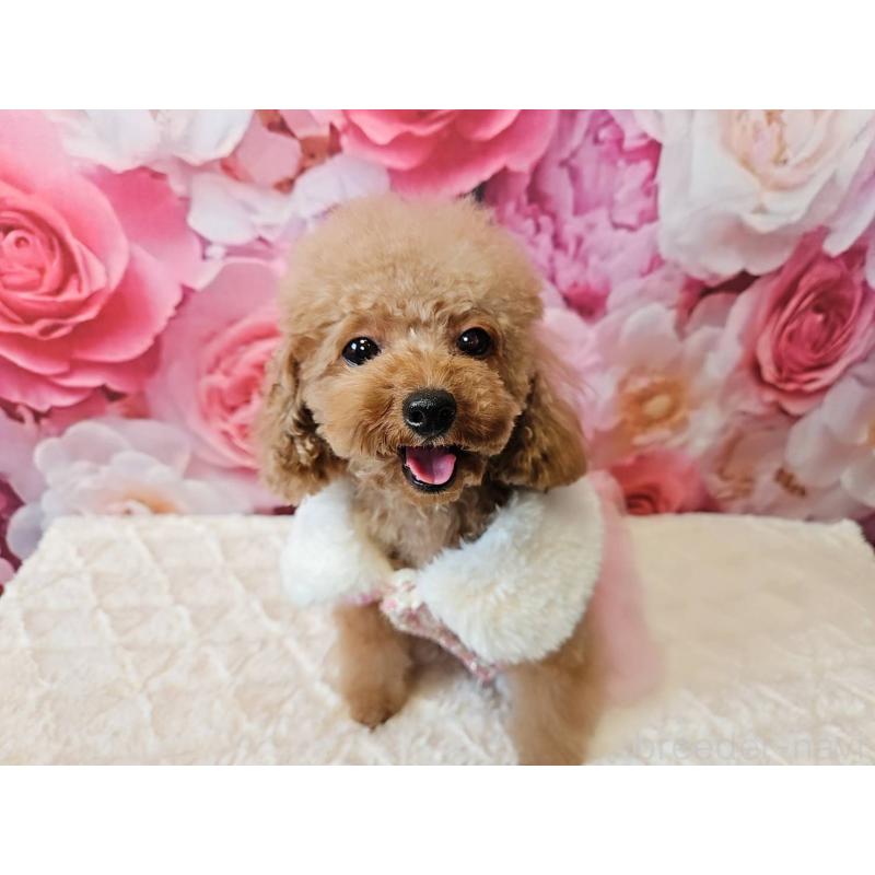 成約済の岐阜県のティーカッププードル-426216の7枚目