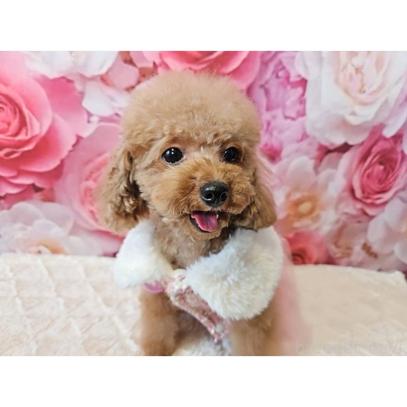 成約済の岐阜県のティーカッププードル-426216の6枚目