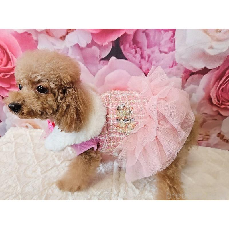 成約済の岐阜県のティーカッププードル-426216の2枚目