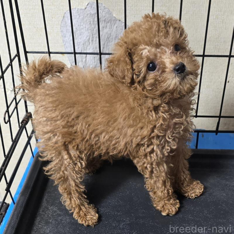 成約済の岡山県のトイプードル-419707の3枚目