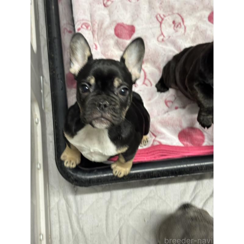 販売中の千葉県のフレンチブルドッグ-427809の5枚目
